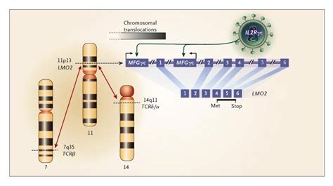 Activation Of The T Cell Oncogene Lmo After Gene Therapy For X Linked