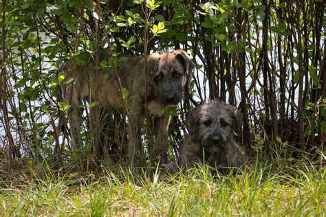 Casey's Irish Wolfhounds - Irish Wolfhound Puppies for Sale in ...