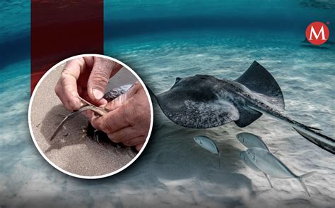 Mutilan Mantarrayas En Sonora Por Seguridad De Turistas En Playas