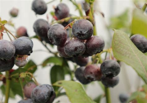 Blauwe Bessenstruiken Kopen Vanaf 6 99 Fruitbomen Net