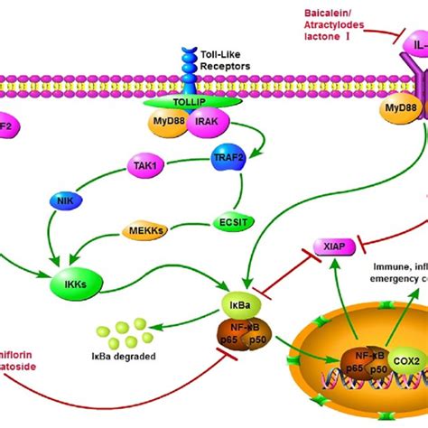 Interaction Of Key Factors Upstream And Downstream In NF JB Signaling