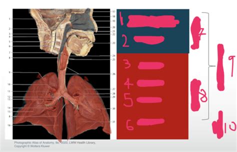 Structure Of The Upper And Lower Respiratory Tract Flashcards Quizlet