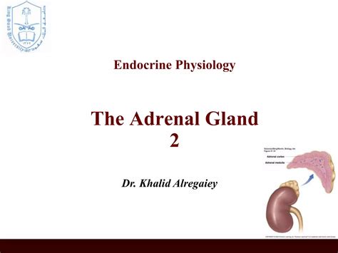 L11 The Adrenal Gland Glucocorticoidsppt