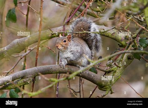 Graue Eichhörnchen Sciurus Carolinensis im Baum Stockfotografie Alamy