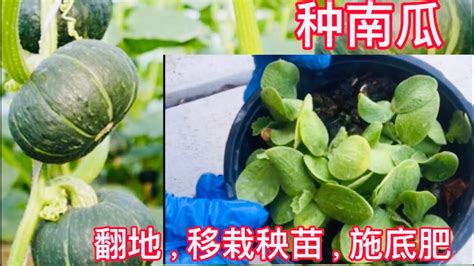 种南瓜 翻地，移载秧苗，施底肥 （growing Squash Transplanting Vegetable Seedlings