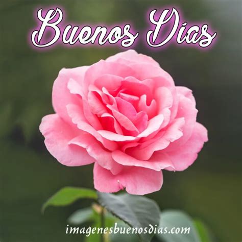 Imágenes buenos días con flores » Imágenes Buenos Días