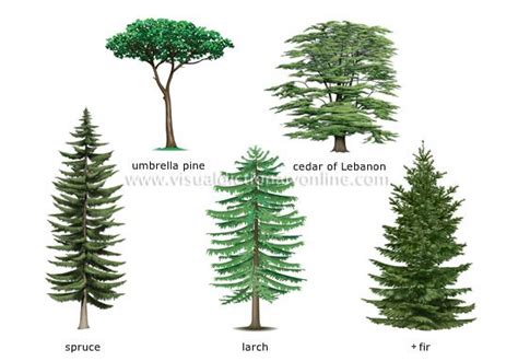 Conifers Are Trees With Needle Like Typically Evergreen Leaves That