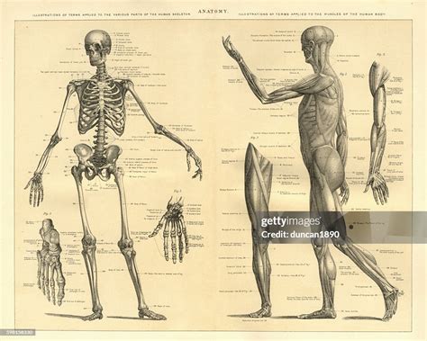 Human Anatomy Skeleton And Muscles Of The Body High-Res Vector Graphic ...