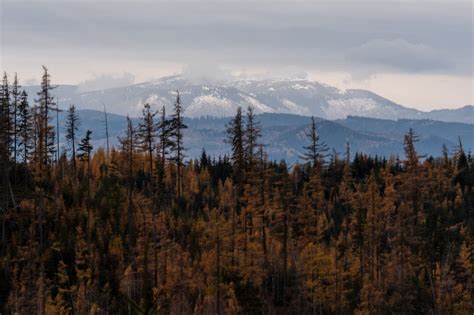 Nut Us La tête dans les nuages ou plutôt dans le brouillard Les