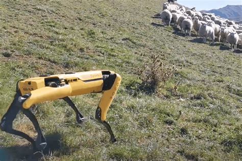 Remotely Operated Spot Robot Herds Sheep In New Zealand