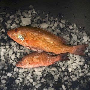 Mangrove Snapper | Gulf-Caught Excellence | Wild Seafood Market