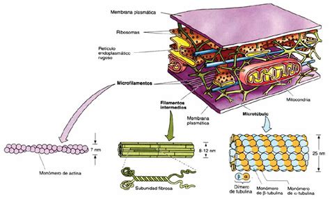 Citoesqueleto Blog de Biología