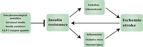 Frontiers Insulin Resistance In Ischemic Stroke Mechanisms And