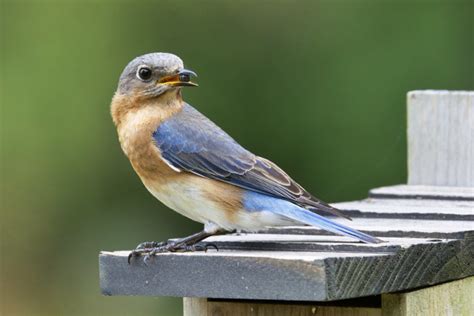 Male and Female Eastern Bluebird Feeding Strategies