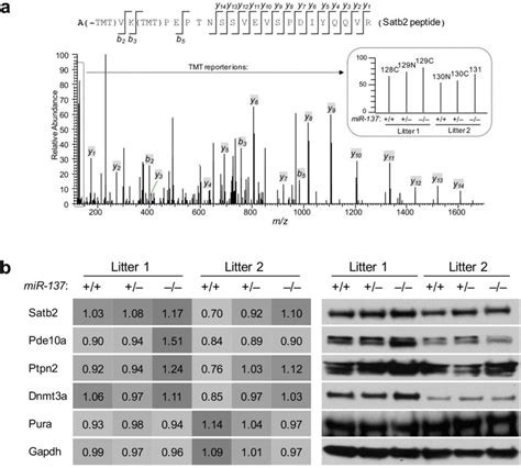 Quantitative Proteomics Analysis By Lc Ms Ms A An Example Of An Ms