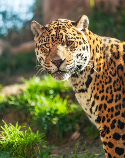 Premium Photo | Close-up portrait of a jaguar