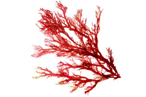 400 Red Algae Food Stock Photos Pictures And Royalty Free Images Istock