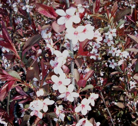 Purpleleaf Sand Cherry Uncle John S Home And Garden