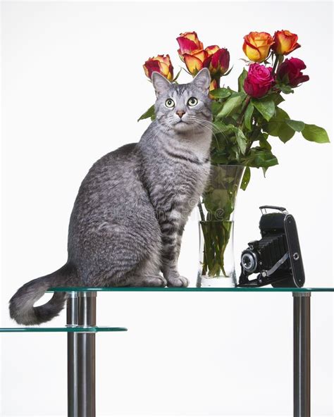 Cat With Roses Stock Photo Image Of Happy White Color 85221598