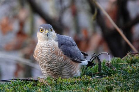 Vroege Vogels Foto Vogels Sperwer Doodt Prooi