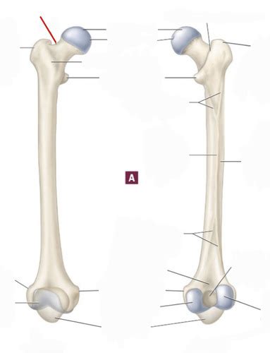 Appendicular System Patella Femur Tibia Fibula Foot Flashcards