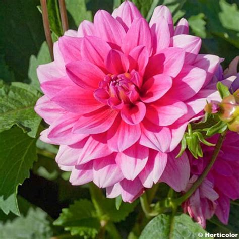 Dahlia Nain Bluesette Bulbe Gamm Vert