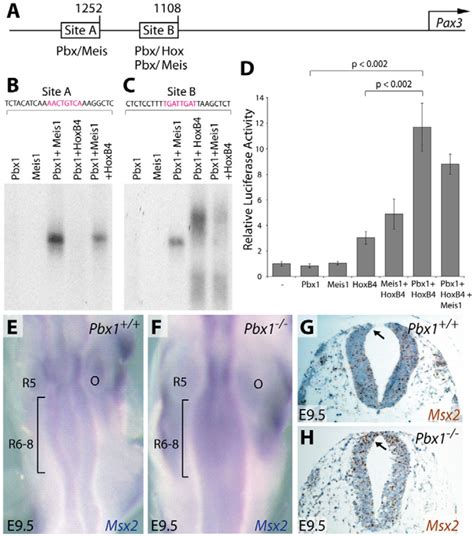 Pbx Transcriptional Complexes Activate The Pax Promoter And Are