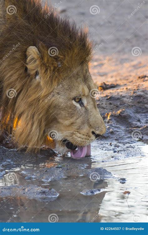 Male lion drinking water 2 stock image. Image of natural - 42264507