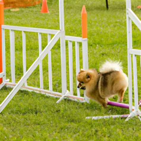 Pomeranian Training: The Key to a Happy and Well-Behaved Pup