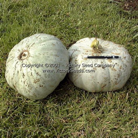 Sweet Meat Winter Squash Victory Seeds® Victory Seed Company