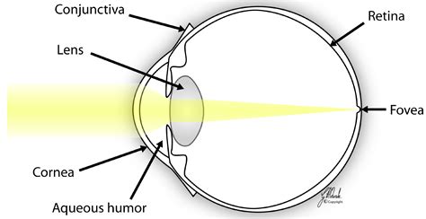 Jfb Free Full Text Substrates For Expansion Of Corneal Endothelial