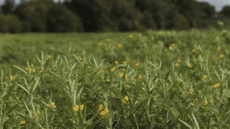 Environnement La Jussie Une Plante Aquatique Invasive