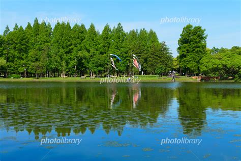 水元公園の若葉と新緑と水面に映える景観 写真素材 5601400 フォトライブラリー Photolibrary