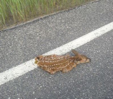 Mule Deer Fawn in Road! - Big Deer