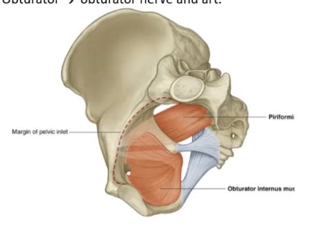 Pelvic Walls Organs And Neurovasculature Flashcards Quizlet