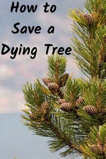 How To Save A Dying Tree Artofit