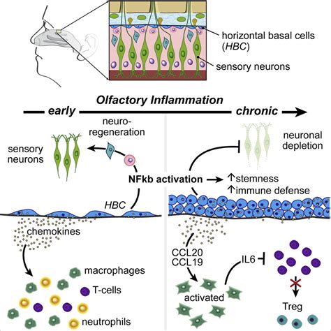 Chronic Inflammation Directs An Olfactory Stem Cell Functional Switch