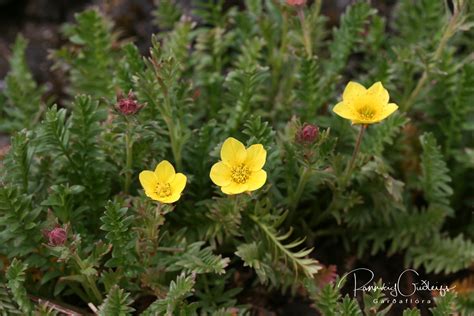 Geum Rossii