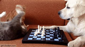 Playing Chess GIFs - Find & Share on GIPHY