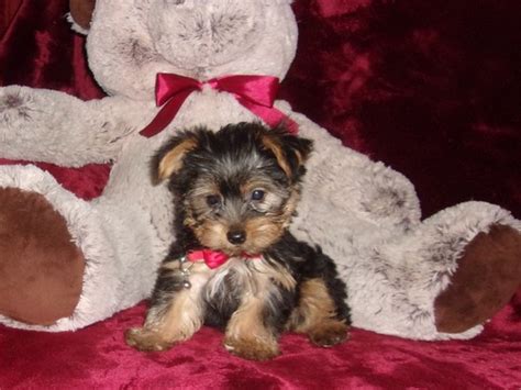 Derine Teacup Yorkie Breeders Teacup Yorkie Puppies For Sale