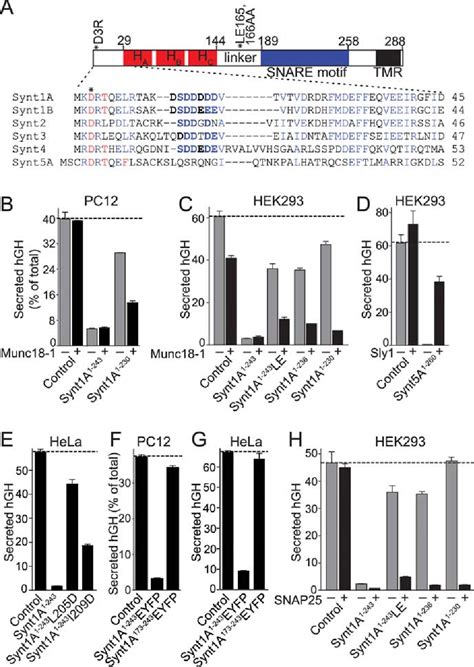 Pdf Dual Modes Of Munc Snare Interactions Are Coupled By