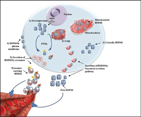 Proposed Pathway Of Hsp60 Secretion Via Exosomes Download Scientific