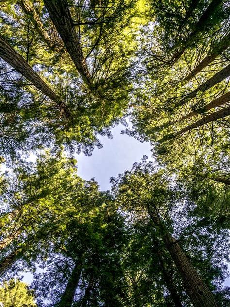 Information about Muir Woods National Monument