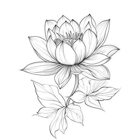 elegant water lily tattoo design stock illustration illustration