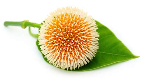 Kodom Flower Of Bangladesh Stock Photos, Pictures & Royalty-Free Images - iStock