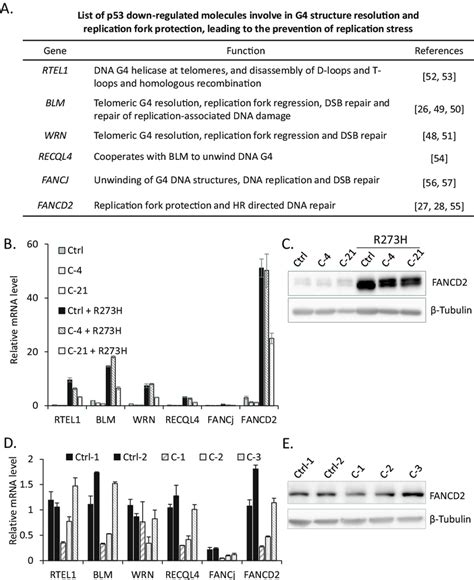 P53 Inactivation Leads To The Upregulation Of G4 Resolving Helicases