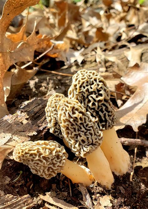 Morel season Ohio : r/Mushrooms