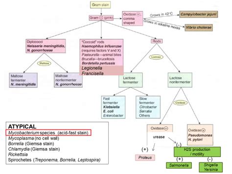 Gram Negative Bacteria Chart