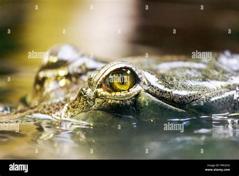 Gavial Indicky Hi Res Stock Photography And Images Alamy