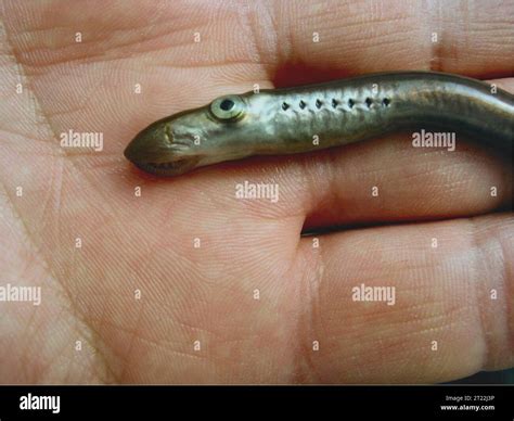 A Juvenile Pacific Lamprey Macropthalmia Lamprey Larvae Transform To